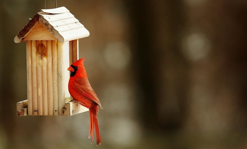 Upcycled Bird Feeders